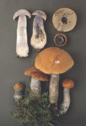 Leccinum versipelle 2 Mushroom