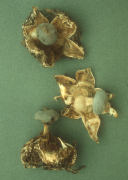 Geastrum pectinatum 2 Mushroom