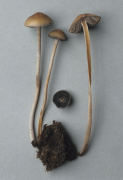 Panaeolus speciosus Mushroom