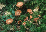 Laccaria laccataF Mushroom