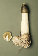 Phallus impudicus Mushroom