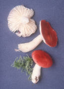 Russula emetica Mushroom