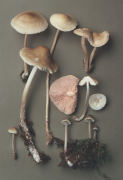 Mycena galericulata Mushroom