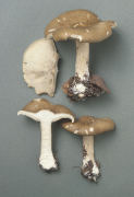 Melanoleuca grammopodia Mushroom