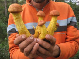 Gymnopilus juoniusFCheck