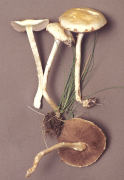 Agrocybe dura2 Mushroom