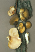 Panellus serotinus 2 Mushroom