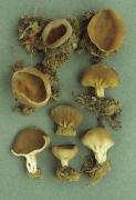 Paxina acetabulum Mushroom