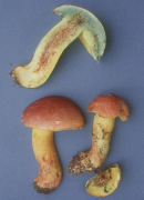 Boletus pseudopeckii3 Mushroom
