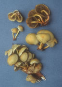 Hypholoma fasciculare Mushroom
