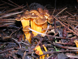 Cantharellus infundibuliformis2