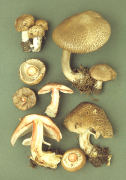Agaricus sylvaticus Mushroom