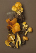 Pholiota tuberculosa Mushroom