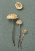Marasmius undatus Mushroom