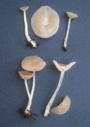 Alboleptonia sericella Mushroom