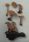 Naucoria scolecina Mushroom