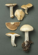 Hebeloma crustuliniforme3 Mushroom