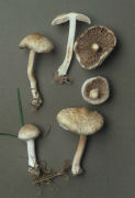 Inocybe eutheles 2 Mushroom