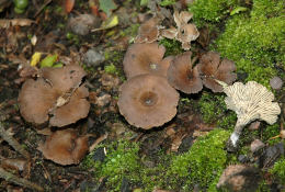 Faerberia carbonaria 2 Mushroom