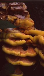 Laetiporus sulphureus   008 Mushroom