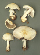 Agaricus abruptibulbus Mushroom
