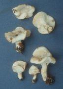 Hydnum repandum2 Mushroom