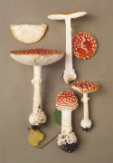 Amanita muscaria7.jpg Mushroom