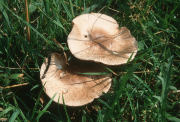 Agaricus sylvaticusF Mushroom