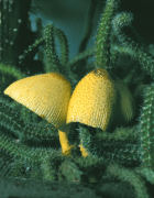 Leucocoprinus birnbaumi GK Mushroom