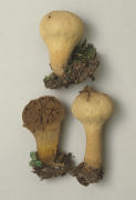 Lycoperdon perlatum4 Mushroom