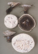 Hydnellum suaveolens Mushroom