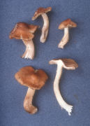 Inocybe rimosoides Mushroom