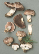 Agaricus porphyrocephalus Mushroom