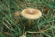 Paxillus involutus Mushroom