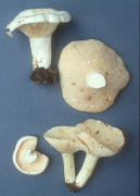 Lactarius piperatus var glaucescens Mushroom