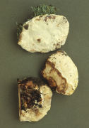 Heteropus biennis2 Mushroom