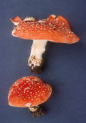 Amanita muscaria 5 Mushroom