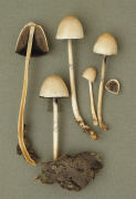 Panaeolus semiovatus 2 Mushroom