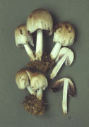 Coprinus atramentarius 2 Mushroom