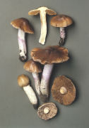 Cortinarius livdoochraceus pseudosalor 3 Mushroom