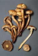 Pholiota squarrosa 2 Mushroom