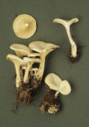Clitocybe ericetorum Mushroom