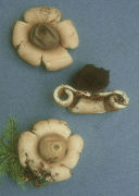 Geastrum saccatum Mushroom