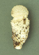 Amanita echinocephala2 Mushroom