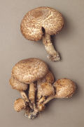 Agaricus augustus 2 Mushroom