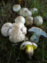 Boletus albidus 8 Mushroom