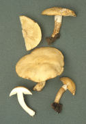 Chamaemyces fracida Mushroom