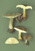 Melanoleuca polioleuca Mushroom