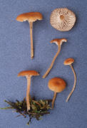 Rickenella fibula Mushroom