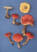 Boletus rubellus Mushroom